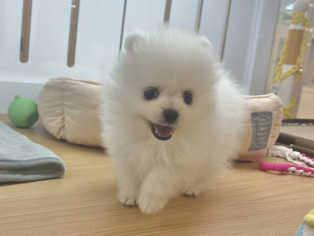 ポメラニアン