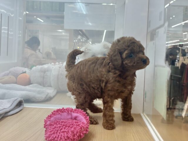 トイプードル