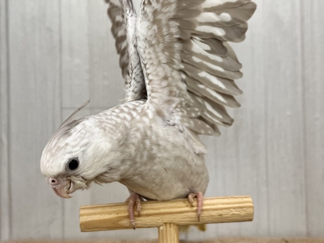 画像更新✨人大好き💗繊細なパール模様のオカメインコ(ホワイトフェイスシナモンパール) オカメインコ