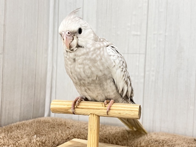 画像更新✨人大好き💗繊細なパール模様のオカメインコ(ホワイトフェイスシナモンパール) オカメインコ