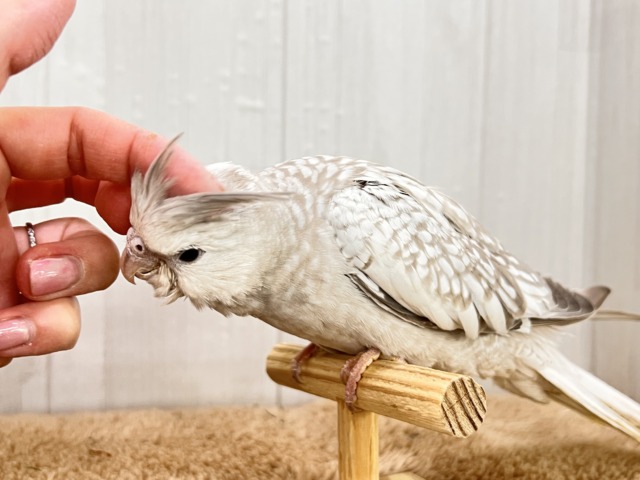 画像更新✨人大好き💗繊細なパール模様のオカメインコ(ホワイトフェイスシナモンパール) オカメインコ