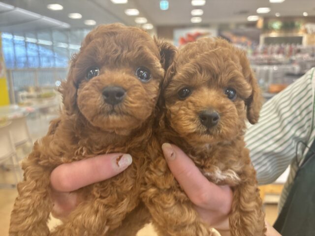 トイプードル