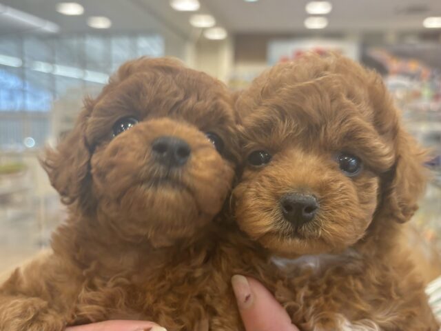 トイプードル