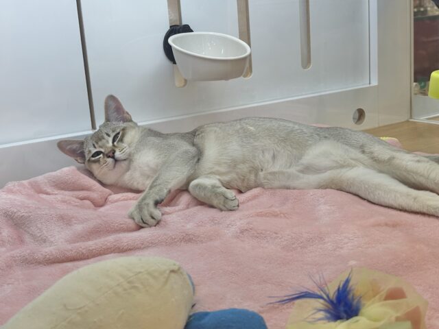 シンガプーラ