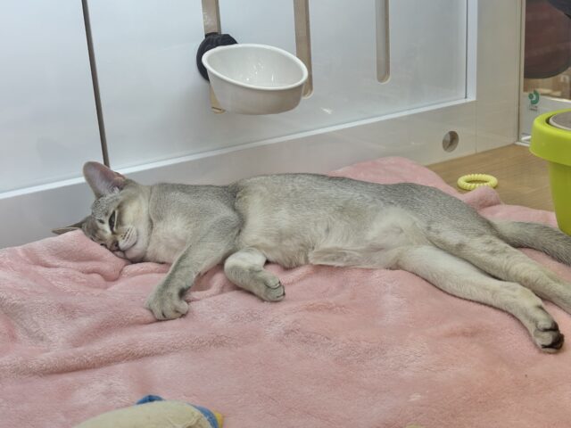 シンガプーラ