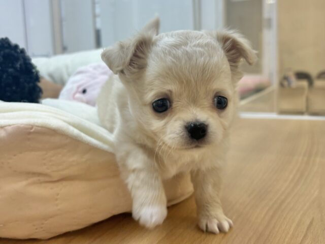 チワワ