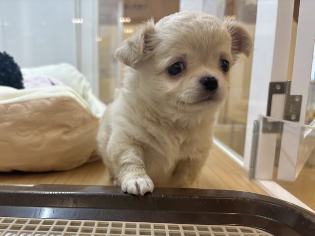 チワワ