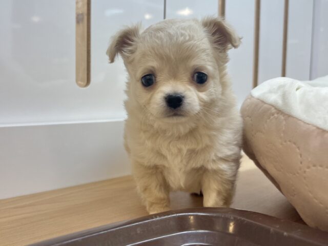 チワワ