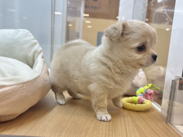チワワ