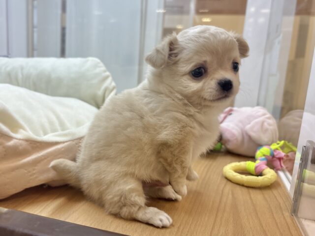 チワワ