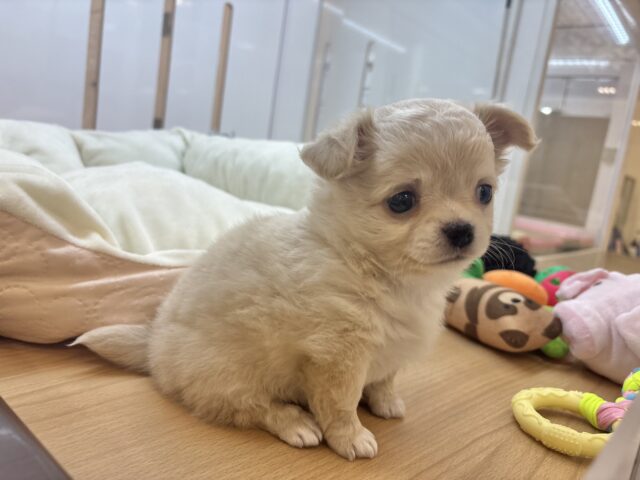 チワワ