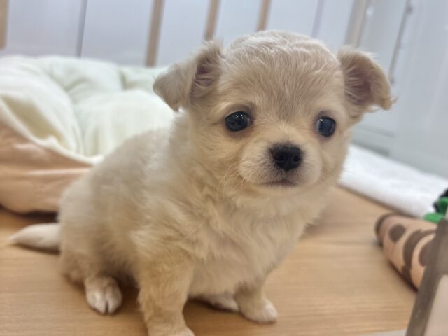 チワワ