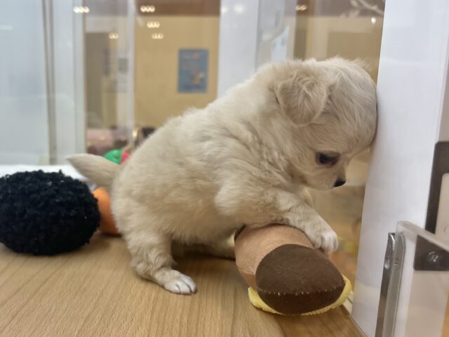 チワワ
