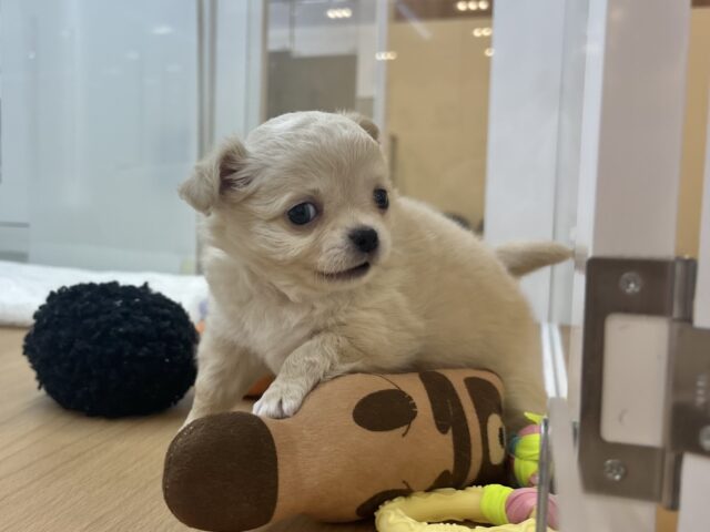 チワワ