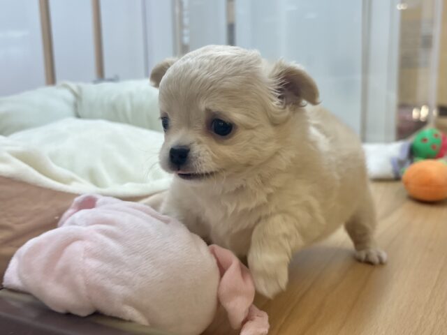 チワワ