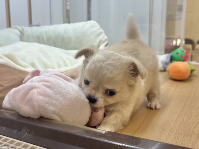 チワワ