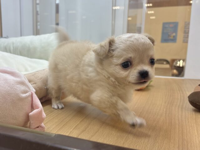 チワワ