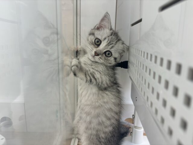 マンチカン