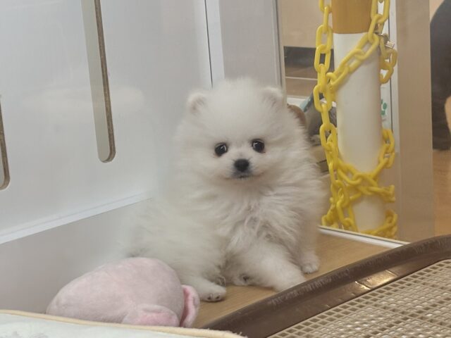 ポメラニアン