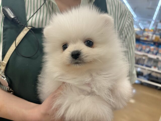 ポメラニアン