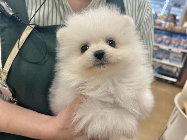 ポメラニアン
