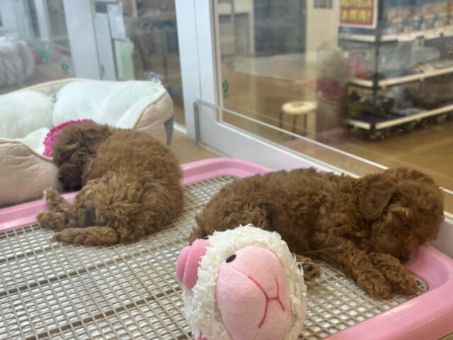トイプードル