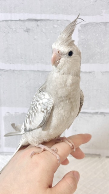 オカメインコ