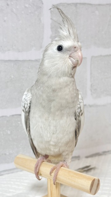 オカメインコ ホワイトフェイスシナモンパール 🤎🫧𓈒𓏸︎︎︎︎✨.゚・ オカメインコ