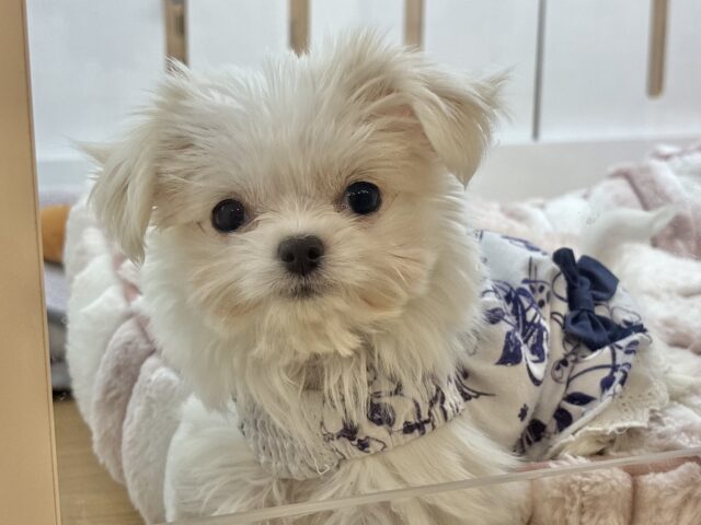 超ホヤホヤ最新画像✨たくさんペロペロするけど許してねっ♥チワマルちゃん! チワマル(マルチワ)
