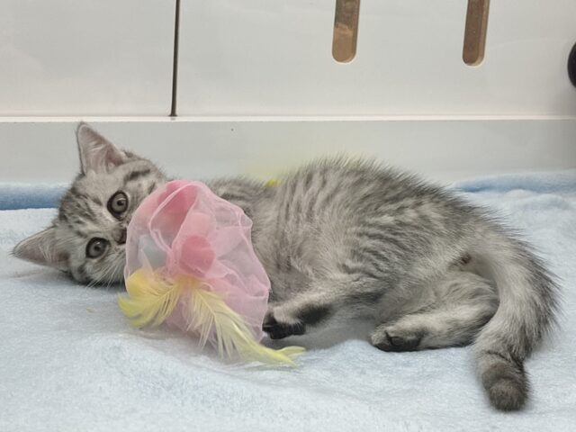 マンチカン