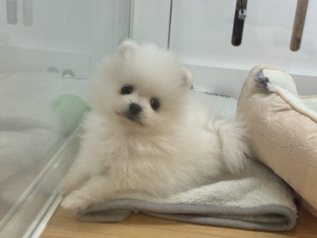 ポメラニアン