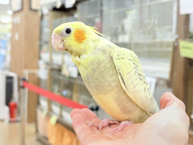 【最新画像・動画更新🪄】背中の模様が宝石みたい💎.*オカメインコ(シナモンパールパイド) ヒナ オカメインコ