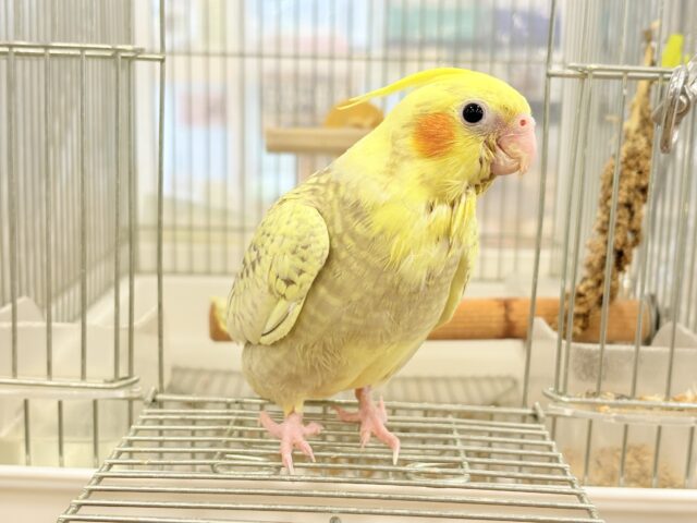 【最新画像・動画更新🪄】背中の模様が宝石みたい💎.*オカメインコ(シナモンパールパイド) ヒナ オカメインコ
