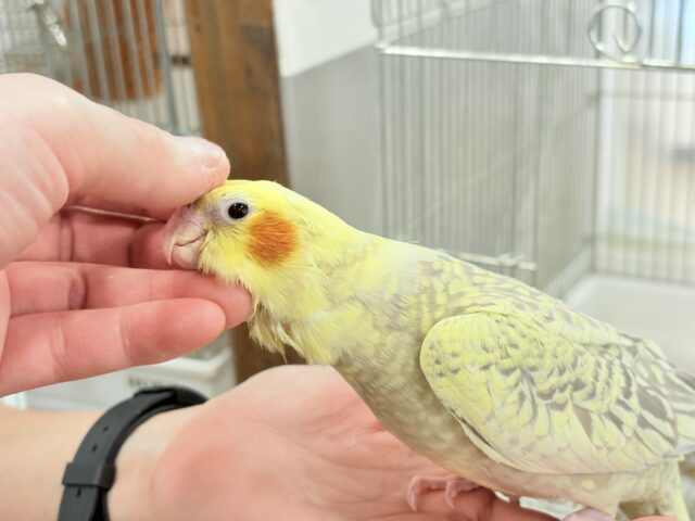 【最新画像・動画更新🪄】背中の模様が宝石みたい💎.*オカメインコ(シナモンパールパイド) ヒナ オカメインコ