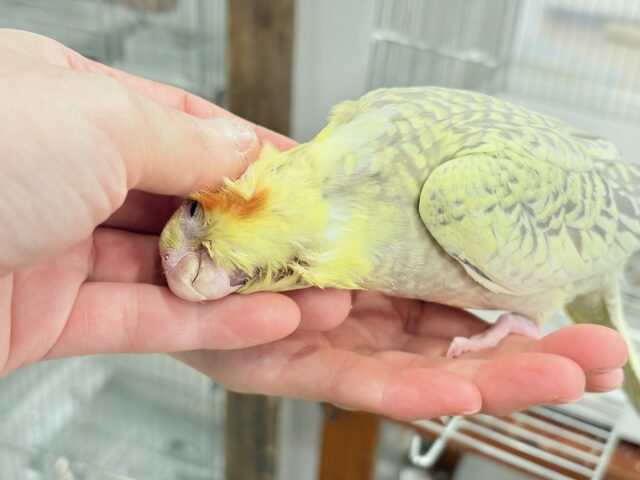【最新画像・動画更新🪄】背中の模様が宝石みたい💎.*オカメインコ(シナモンパールパイド) ヒナ オカメインコ