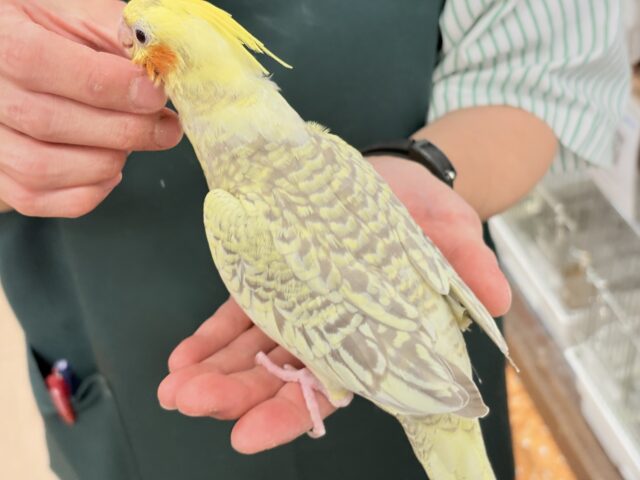 【最新画像・動画更新🪄】背中の模様が宝石みたい💎.*オカメインコ(シナモンパールパイド) ヒナ オカメインコ