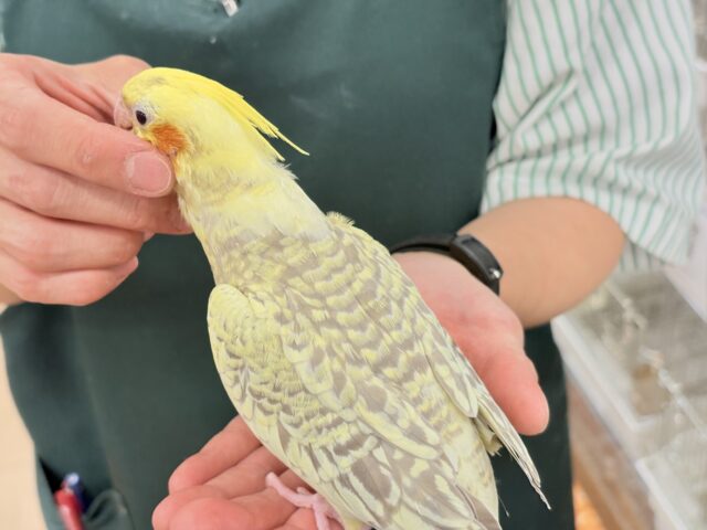 オカメインコ