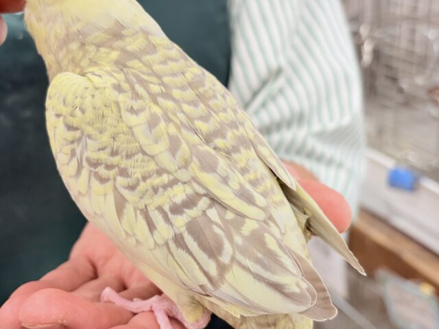 【最新画像・動画更新🪄】背中の模様が宝石みたい💎.*オカメインコ(シナモンパールパイド) ヒナ オカメインコ