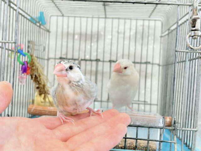 桜文鳥
