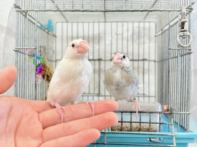 【最新画像更新🪄ひとり餌になりました☆】ねぇねぇ、あなたはどんなカラーになるの?☺️文鳥 ヒナ シルバーイノ文鳥