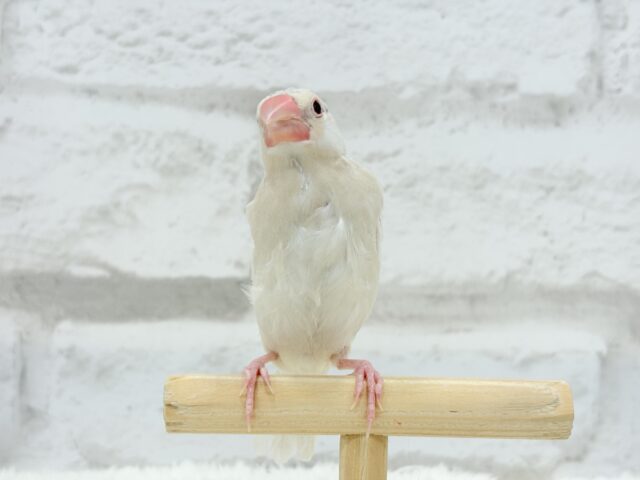 【最新画像更新🪄ひとり餌になりました☆】ねぇねぇ、あなたはどんなカラーになるの?☺️文鳥 ヒナ シルバーイノ文鳥