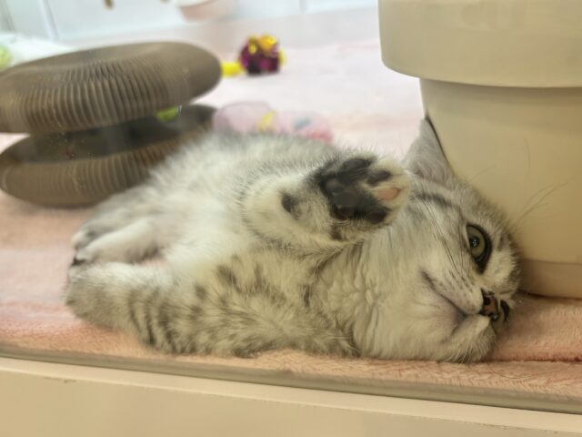 マンチカン