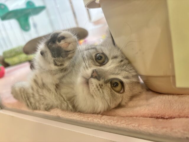 マンチカン