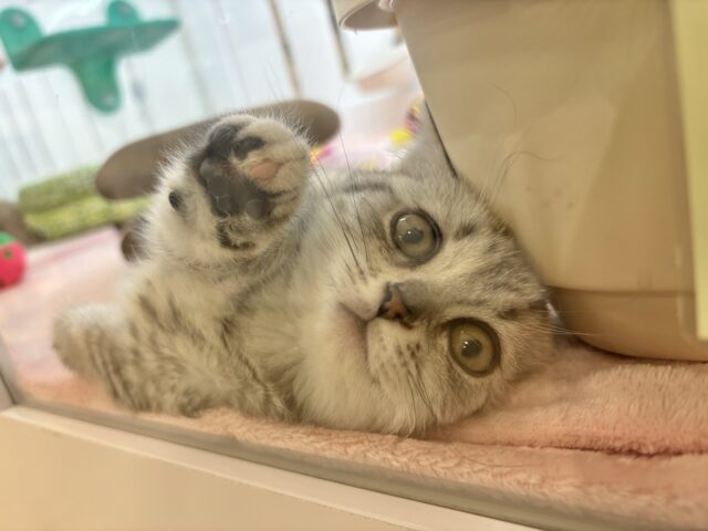 マンチカン