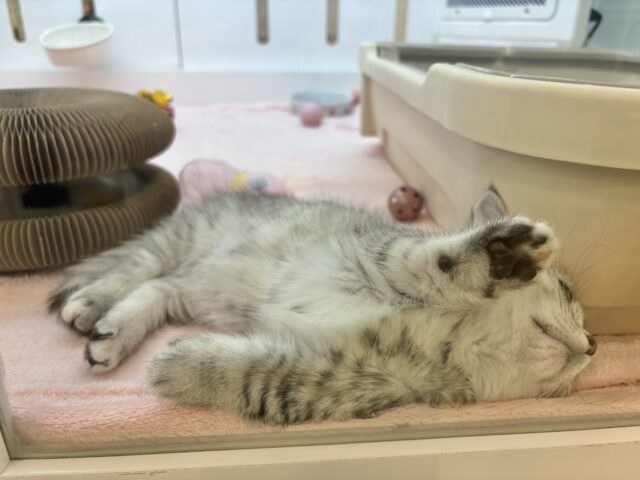 マンチカン