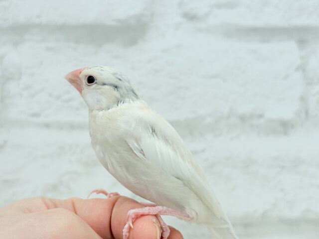 【最新画像更新🪄ひとり餌になりました☆】ねぇねぇ、あなたはどんなカラーになるの?☺️文鳥 ヒナ シルバーイノ文鳥
