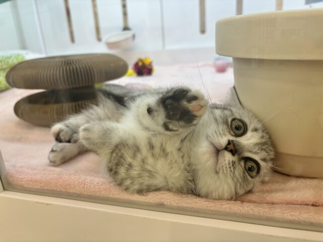 マンチカン