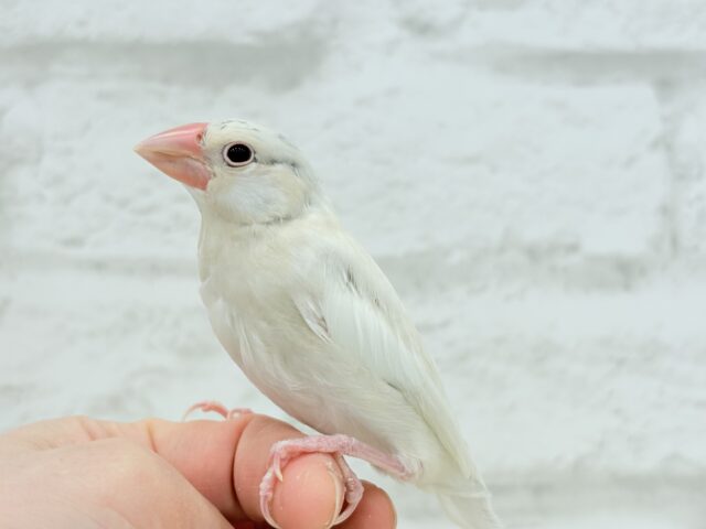 【最新画像更新🪄ひとり餌になりました☆】ねぇねぇ、あなたはどんなカラーになるの?☺️文鳥 ヒナ シルバーイノ文鳥