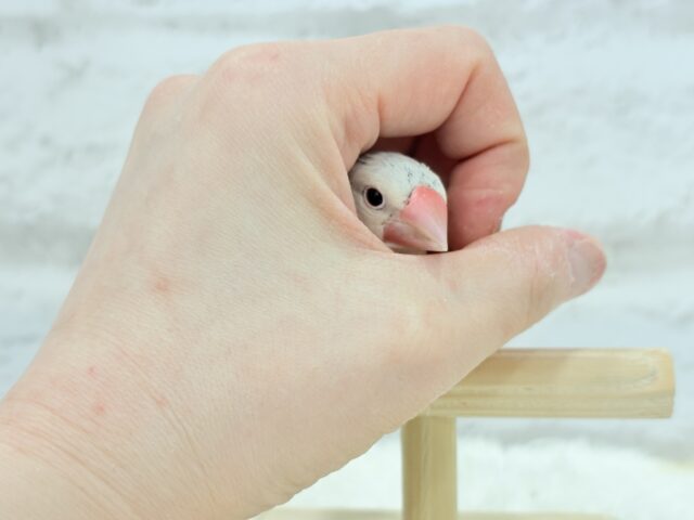 【最新画像更新🪄ひとり餌になりました☆】ねぇねぇ、あなたはどんなカラーになるの?☺️文鳥 ヒナ シルバーイノ文鳥