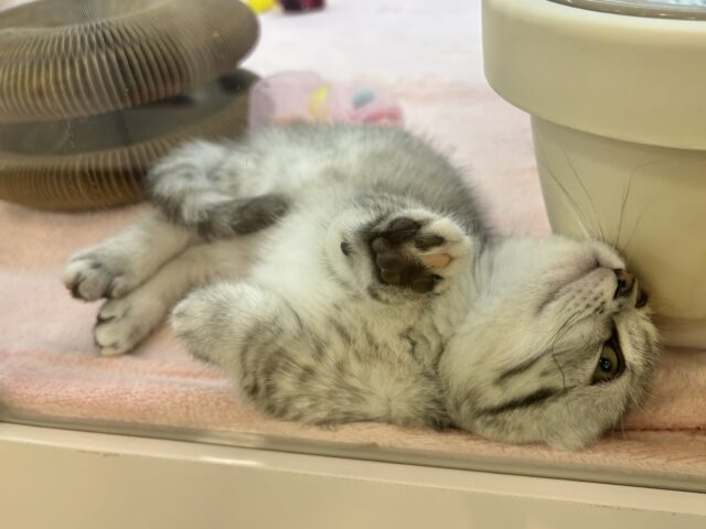 マンチカン